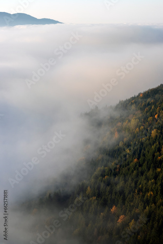 Misty mountain landscape with coniferous trees in the foreground.