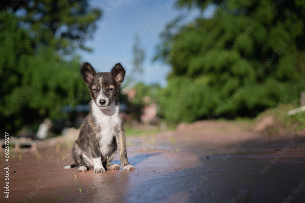 Cute puppy Cute puppy