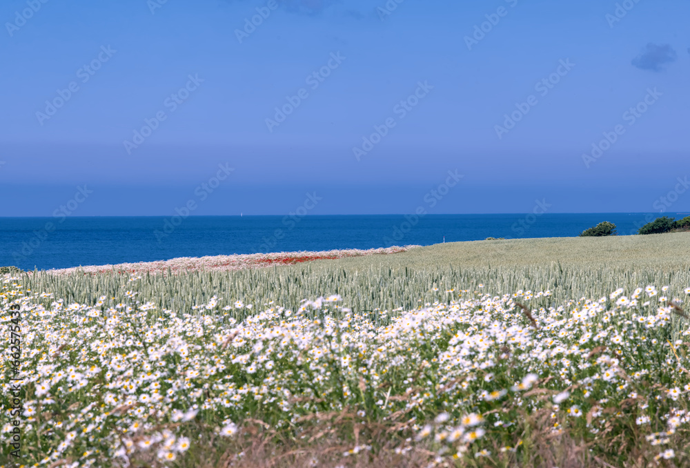white field of chamomile flowers with red poppies in front of the ocean and blue sky white field of chamomile flowers with red poppies in front of the ocean and blue sky