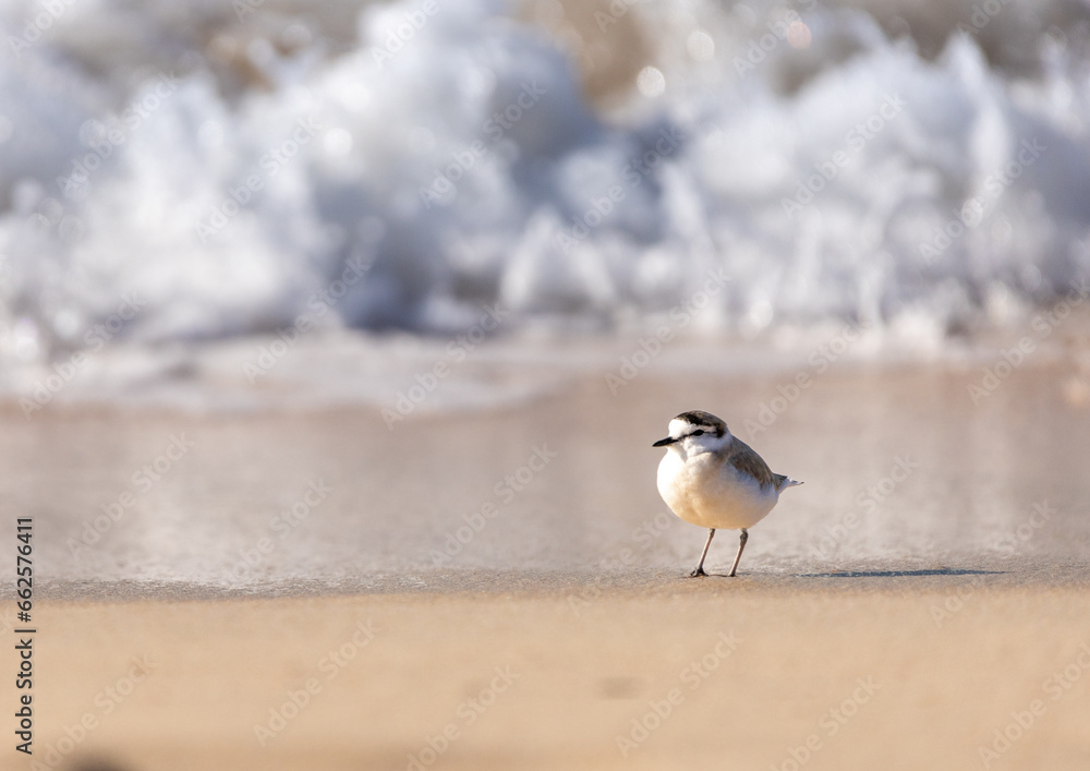 Sandpiper running alongside ocean waterline Sandpiper running alongside ocean waterline