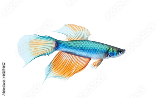 Colorful Guppy Fish Isolated on Transparent Background PNG.