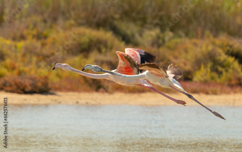 Foto Flamingos (Phoenicopteridae) bei Motril Spanien