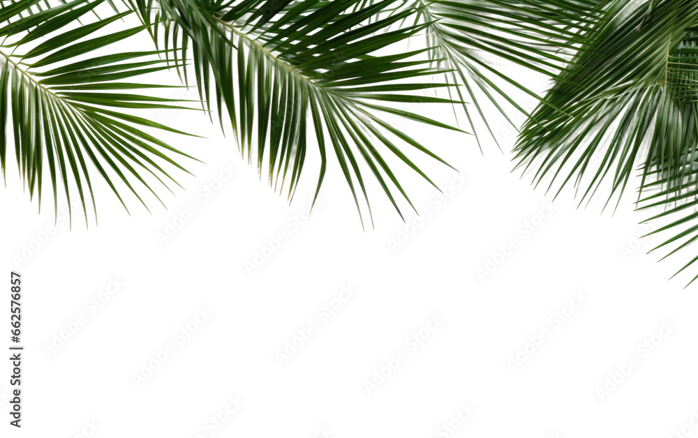 Green Palm Leaves Border Isolated on Transparent Background PNG.