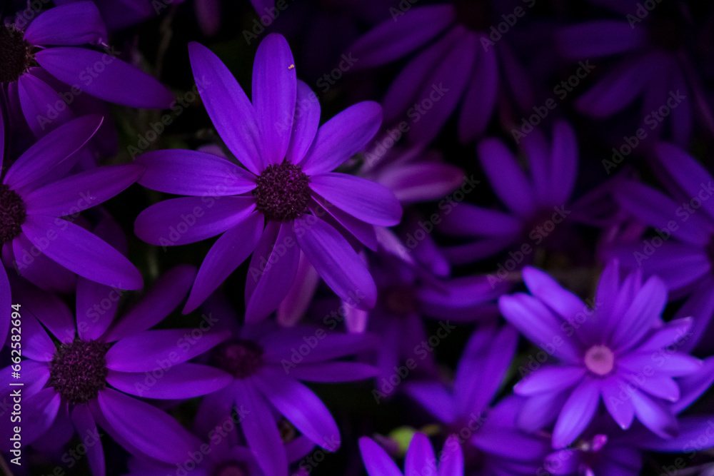 purple flowers background, nature background purple flowers background, nature background