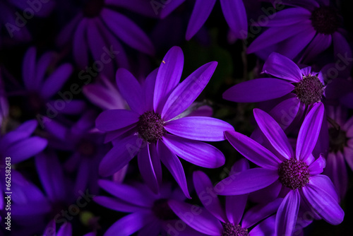 purple flowers background, nature background © Maksim Shebeko