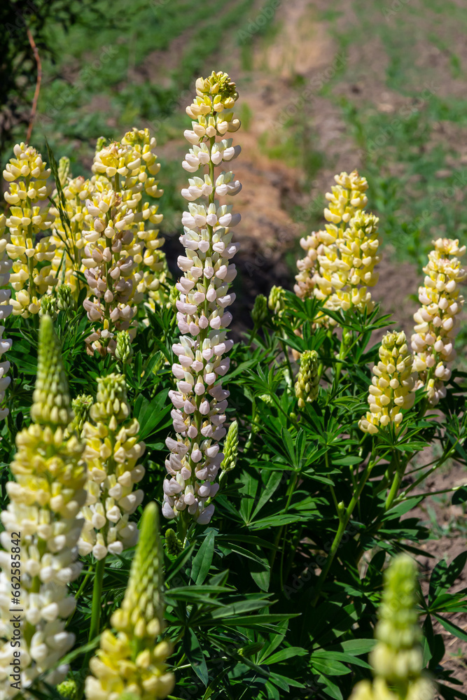 White tall Lupine flowers during spring blossom with selective focus and blurred background White tall Lupine flowers during spring blossom with selective focus and blurred background