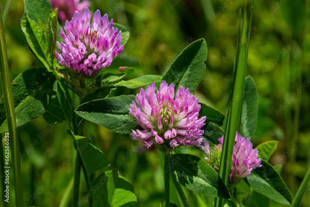 Trifolium pratense, red clover. Collect valuable flowers fn the meadow in the summer. Medicinal and honey-bearing plant, fodder and in folk medicine medically sculpted wild herbs