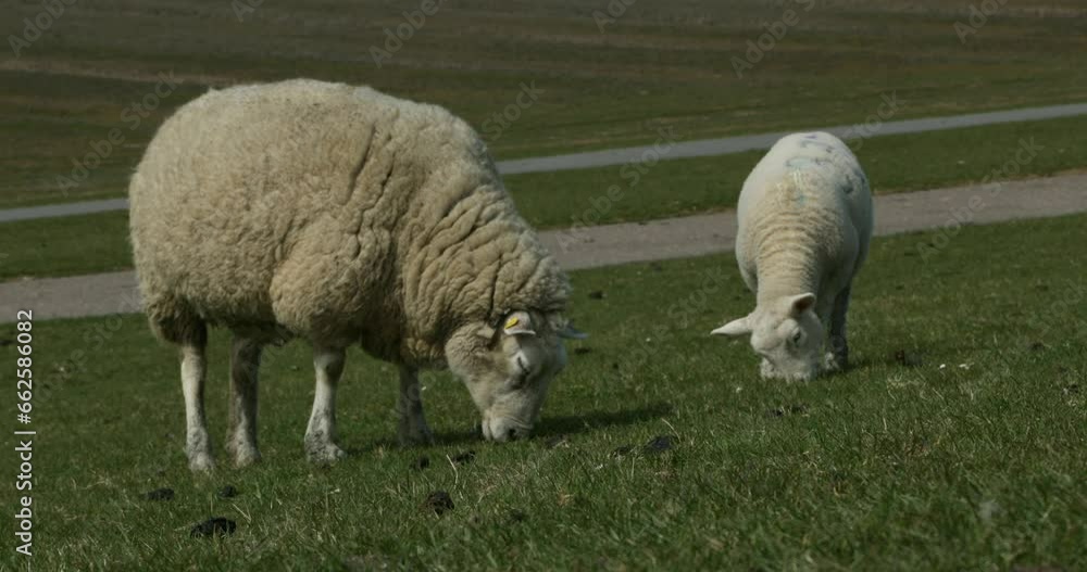 Ewe and lamb grazing on the dyke, Westerhever, North Sea coast, Schleswig-Holstein, Germany, Europe Ewe and lamb grazing on the dyke, Westerhever, North Sea coast, Schleswig-Holstein, Germany, Europe