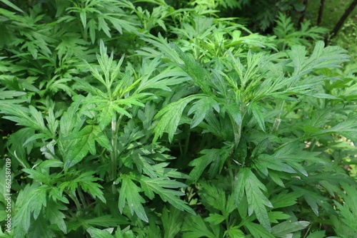 Mugwort growing in a shady garden