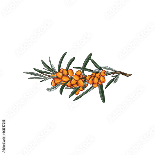 Sea buckthorn hand drawn vector, isolated branch with orange berries and leaves, summer fruit, organic vegetarian food