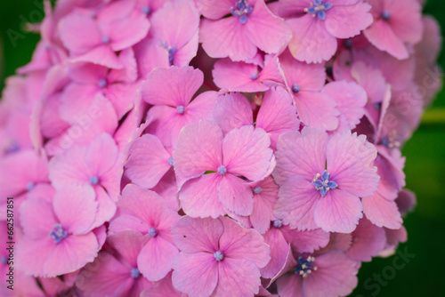 ピンク色の紫陽花の花