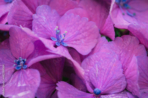 Wallpaper Mural ピンク色の紫陽花の花 Torontodigital.ca