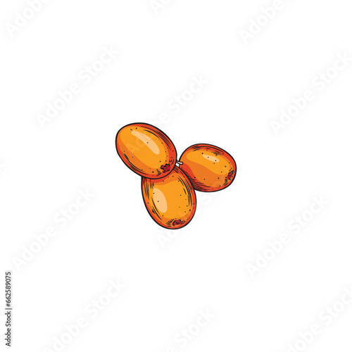 Sea buckthorn, vector illustration isolated on white, color sketch.
