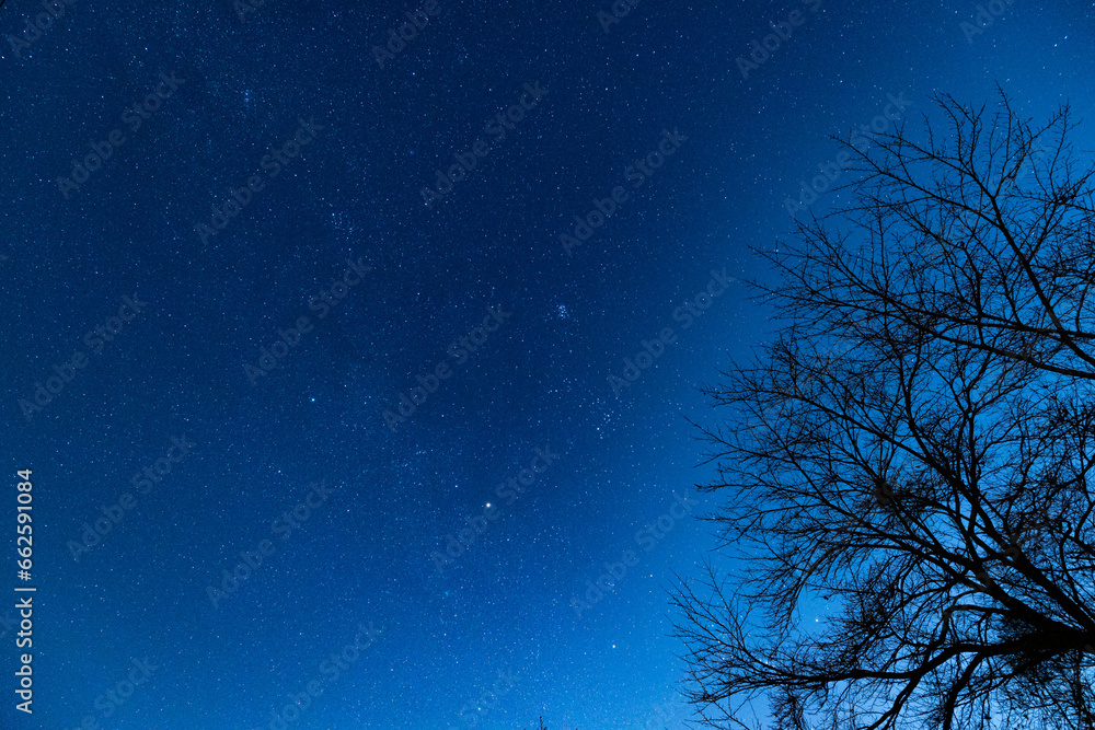 星空に樹木のシルエット 星空に樹木のシルエット