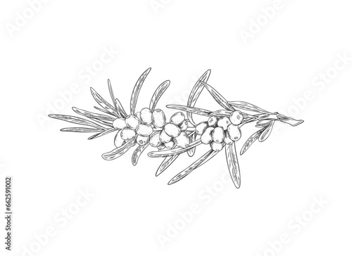 Engraved sea buckthorn, vector hand drawn branch with berries and leaves, natural healthy food, summer fruit
