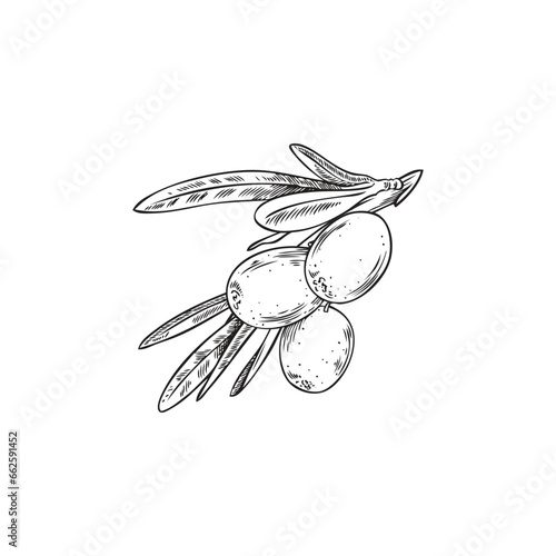 Sea buckthorn berry with leaf, vector isolated on white, sketch style.