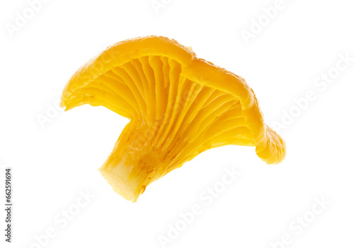 Yellow chanterelle mushrooms isolated on white background photo
