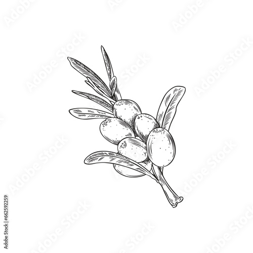 Engraved sea buckthorn, vector hand drawn branch with berries and leaves, natural healthy food, summer vitamin fruit