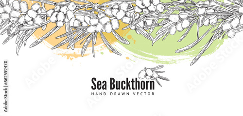 Sea-buckthorn berries seamless decorative border sketch vector illustration.