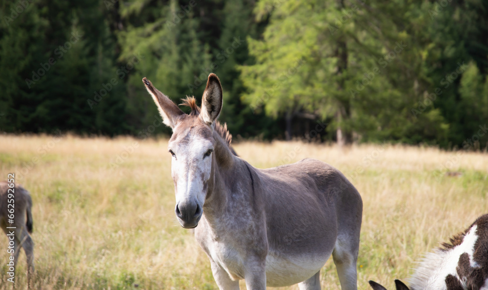 A donkey in the wonderful landscape of the Dolomites mountains, South Tyrol, Italy A donkey in the wonderful landscape of the Dolomites mountains, South Tyrol, Italy