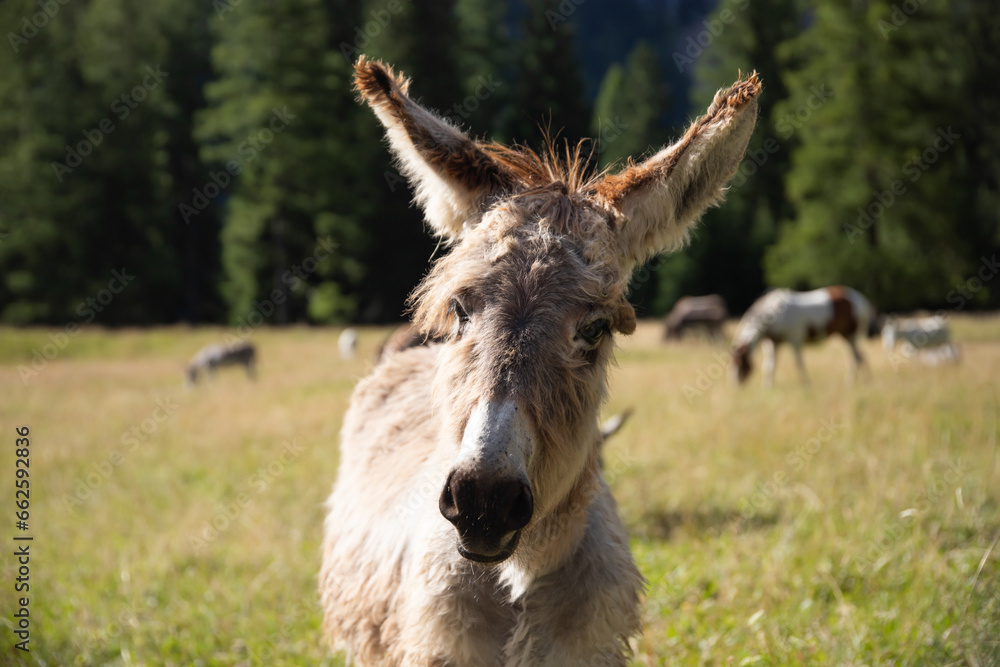 A donkey in the wonderful landscape of the Dolomites mountains, South Tyrol, Italy A donkey in the wonderful landscape of the Dolomites mountains, South Tyrol, Italy