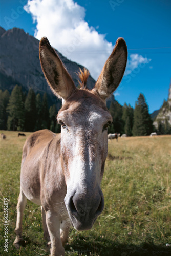 A donkey in the wonderful landscape of the Dolomites mountains  South Tyrol  Italy