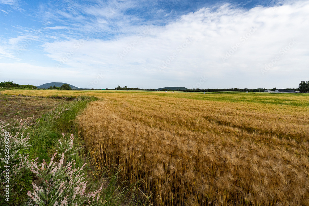 wheat field and sky