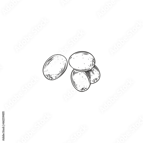 Seabuckthorn berries, hand sketched vector illustration, isolated on white.