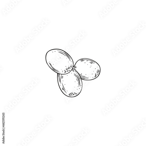 Sea buckthorn berries, hand drawn vector illustration in sketch style, isolated on white.
