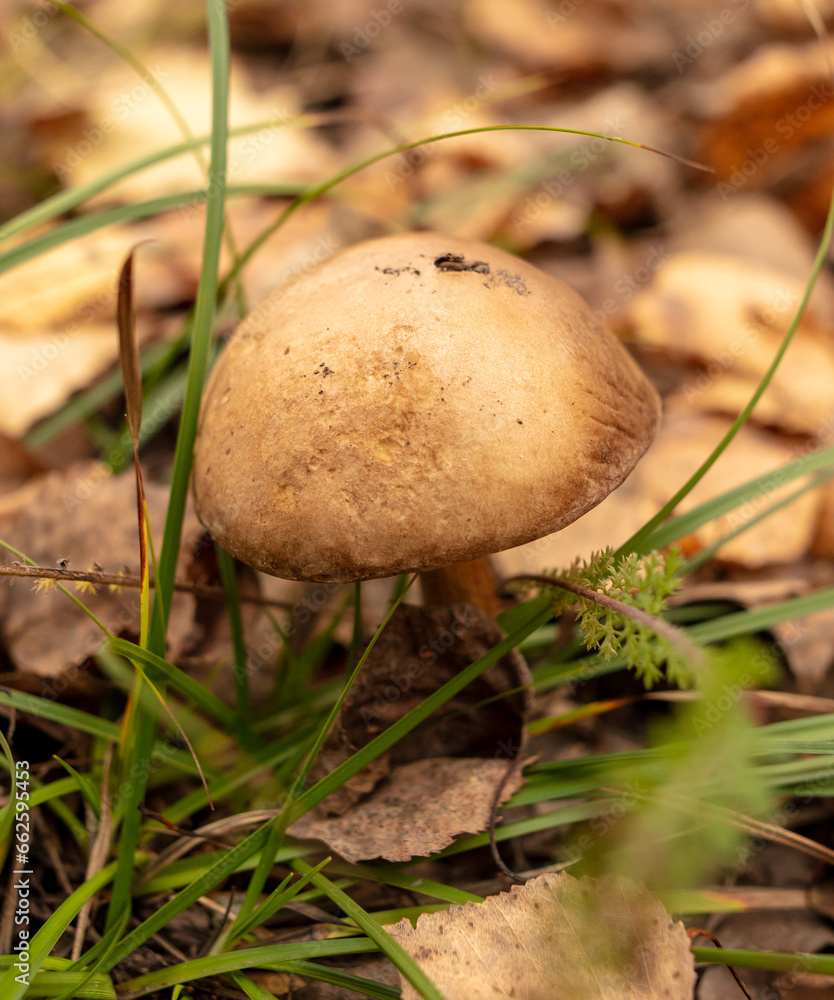 Mushrooms boletus grow in the autumn forest. Close-up Mushrooms boletus grow in the autumn forest. Close-up