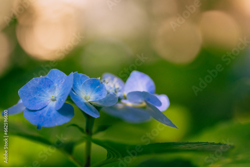 ブルーの紫陽花の花