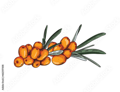 Sea buckthorn, hand drawn vector illustration. Isolated on white background.