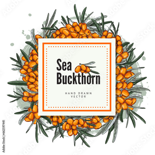 Sea buckthorn square template, vector background, sketch style illustrations.