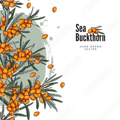Template with sea buckthorn branches, square vector background, sketch style.