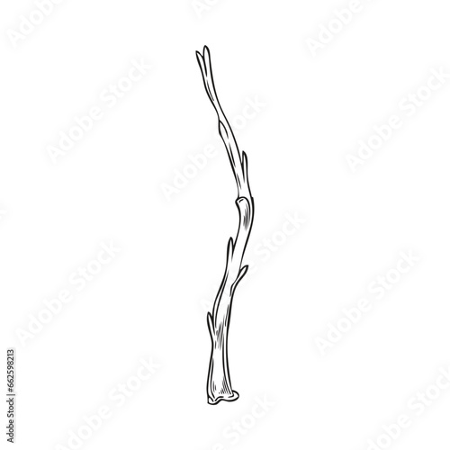 Branch of sea buckthorn without berries, sketch vector illustration isolated.