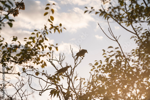Two crows standing on a tree at golden hour