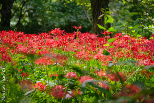 赤い曼珠沙華の花 © pianoman555