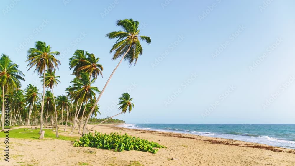 Bright coconut palms on a tropical beach with yellow sand in the Dominican Republic. Sunny spring day on the sea coast. Summer holidays background. Travel to a tropical paradise. Beach for lovers. Bright coconut palms on a tropical beach with yellow sand in the Dominican Republic. Sunny spring day on the sea coast. Summer holidays background. Travel to a tropical paradise. Beach for lovers.