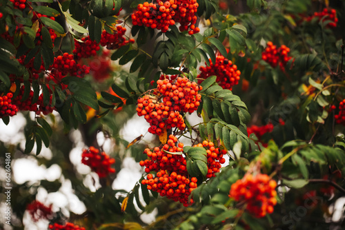 Rowanberry tree texture. Orange berries background. Fruits used to make liquor. Ashberry on a tree closeup. Mountain Ash berries in garden. Dark autumn background. Fall season colors.