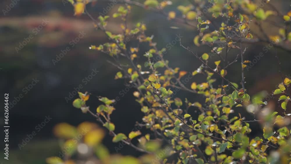 Old strings of spiderweb on yellowing leaves in the autumn gust. Old strings of spiderweb on yellowing leaves in the autumn gust.