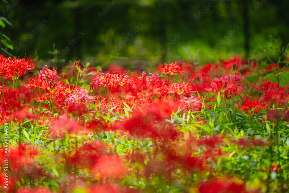 赤い曼珠沙華の花 赤い曼珠沙華の花