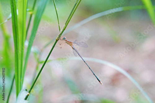 Dragonflies found in the forest.