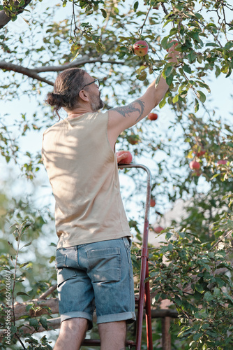Man picks apples from a tree in the garden. Autumn harvest, gardening.