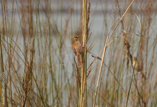 Common tailorbird sitting on a grass tree in the jungle