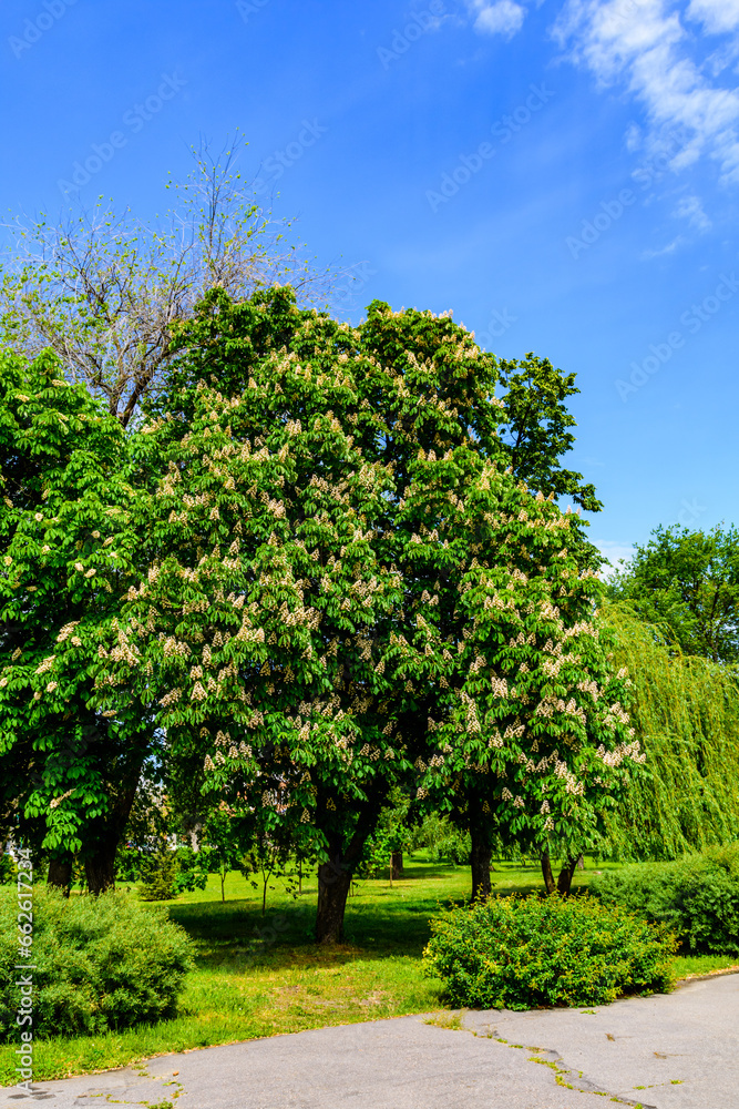 Horse chestnut (Aesculus or Hippocastanum) blossoming at spring Horse chestnut (Aesculus or Hippocastanum) blossoming at spring