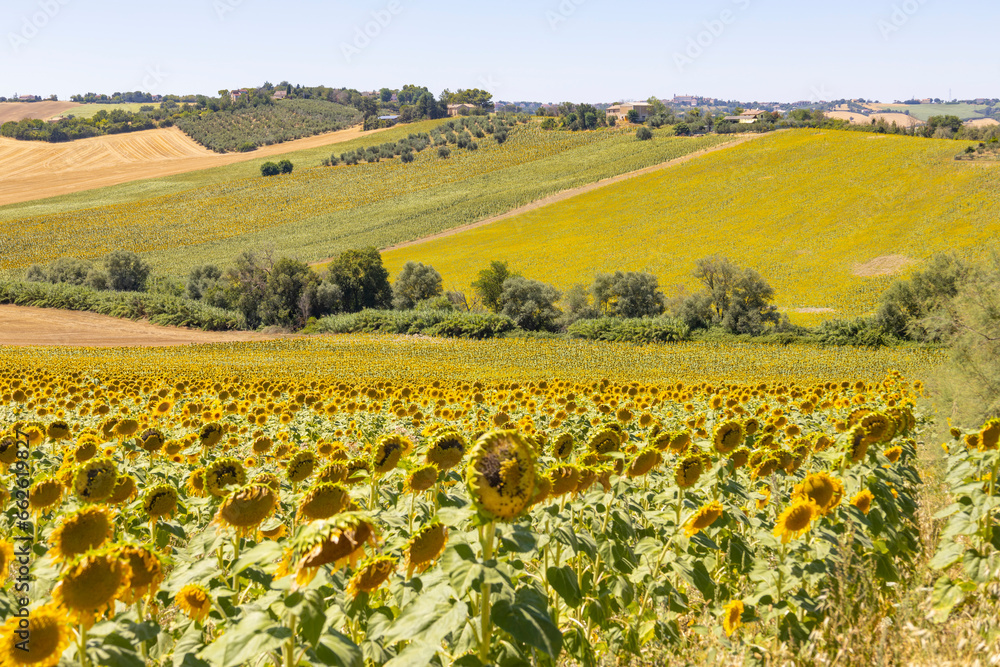 Sunflowers fields in Italy in the region of Marche, province of Ancona, Italy