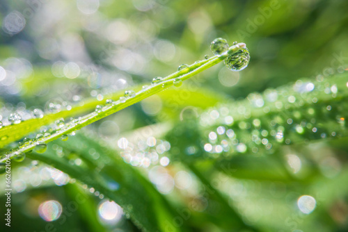 Closeup of lush uncut green grass with drops of dew in soft morning light. Beautiful natural rural landscape for nature-themed design and projects