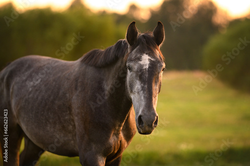 young grey horse walking on a meadow at sunset © otsphoto