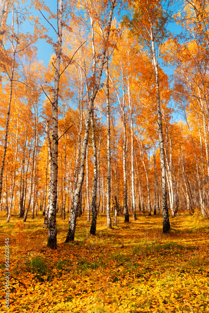 Autumn landscape in a birch grove. Seasonal sunny weather. Bright orange and yellow foliage. Leaves fallen to the ground.