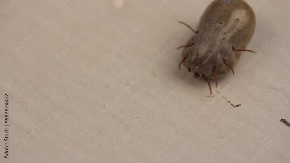 a creepy swollen blood-pumping tick is trying to roll over from its back to its stomach a creepy swollen blood-pumping tick is trying to roll over from its back to its stomach